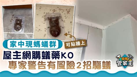 台湾风水老师 家中出現大量螞蟻